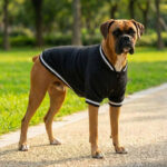 Dog’s varsity jacket